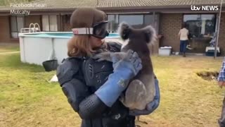 Brave Scottish reporter faces DROP BEAR