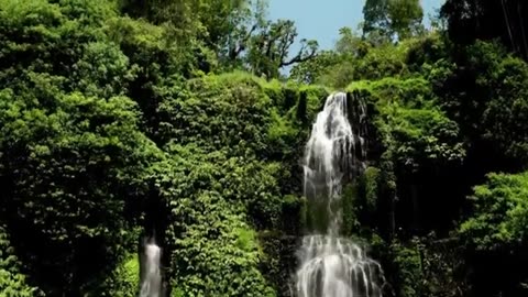 4k nature Forest Relaxation Video 4K Natutre Video