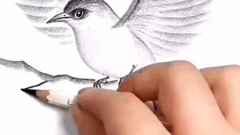 How to draw a bird