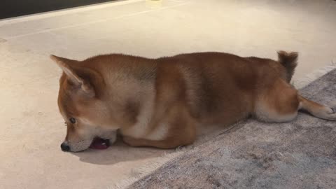 Funny Dog Licking Floor