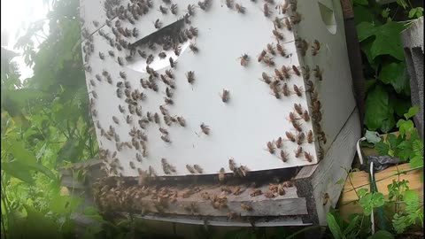 Bee Break #21