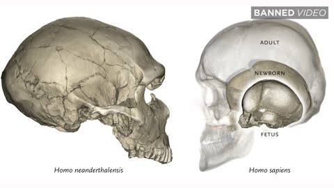 EXCLUSIVE INTERVIEW: Evolutionary 'Proofs' EXPOSED As False Presumptions--- NOT Evidence