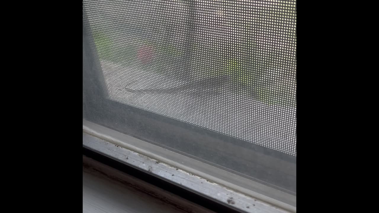 #SHORT More Kitty Shenanigans