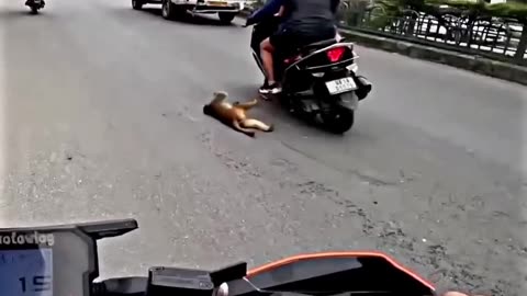 Monkey Hit by Speeding Bike - Caught on Camera | Warning: Sensitive Content
