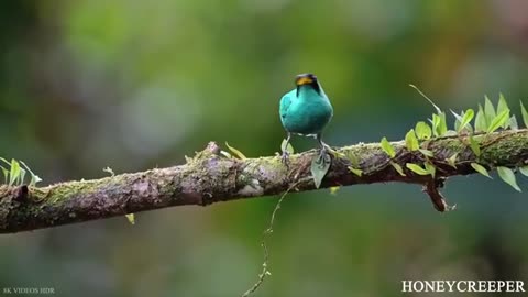 ANIMALS OF AMAZON RAINFOREST 8K Ultra HD – Jungle Wildlife and Sounds