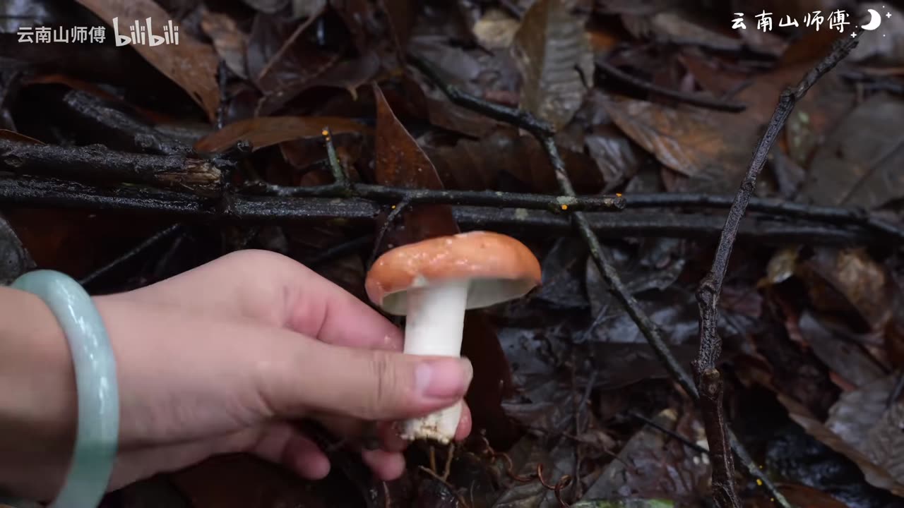 ASMR - Looking for mushrooms in the mountain #3 (Put a headset on)