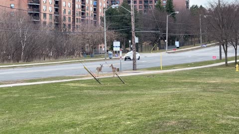 White tail deer at a busy Toronto intersection
