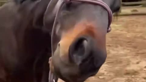 funny animals compilations 8