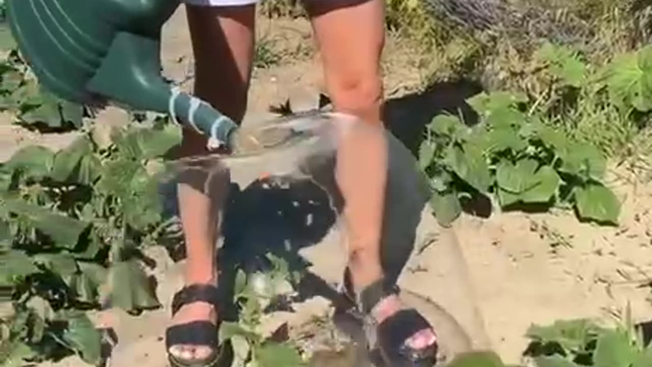 Easy plant watering system
