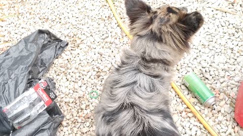 Flock it Farm: Puppy bit by copper head