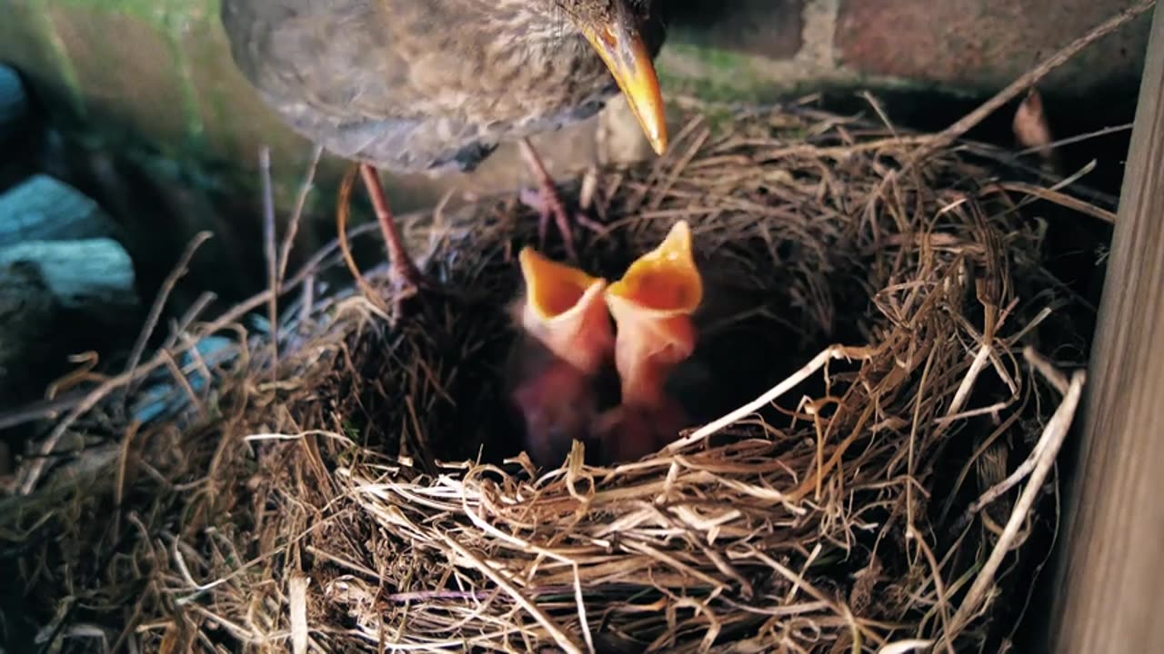 Truthstream Media - How the Eliza Effect Is Being Used to Game Humanity