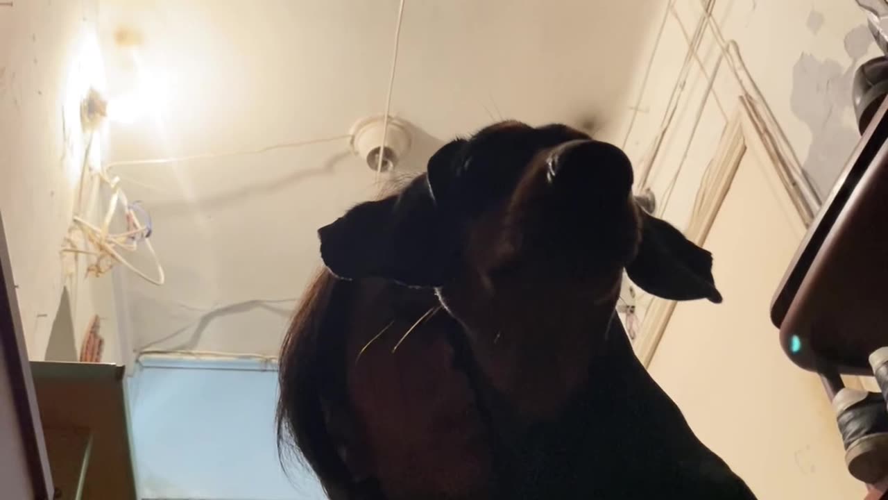 Ukrainian Citizen And Dog Cower Under Military Fire