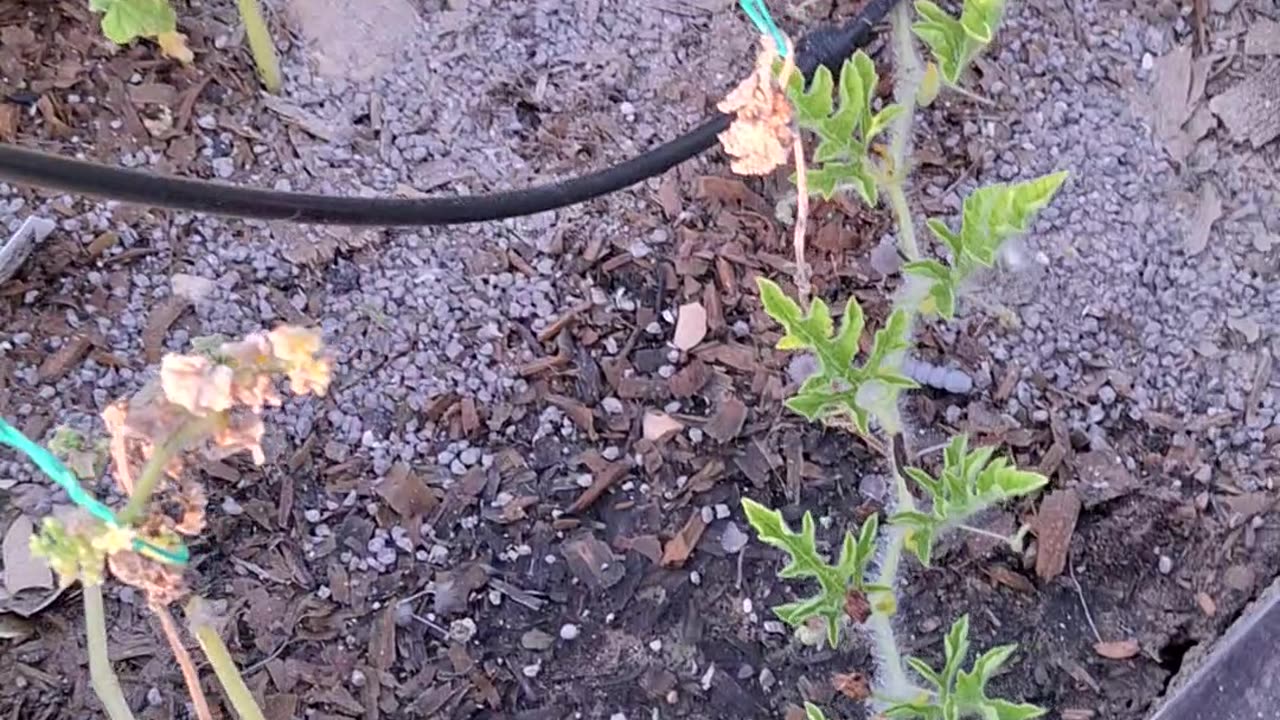 Adding 3-6-4 to the egg plants