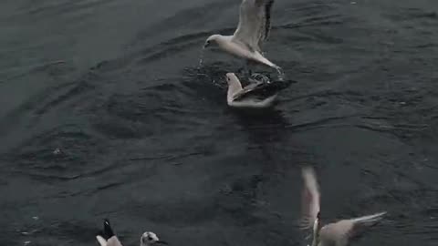 Nature and Animals