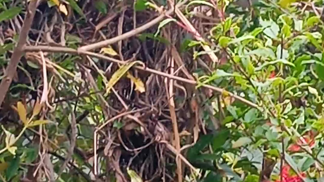 Birds part 2