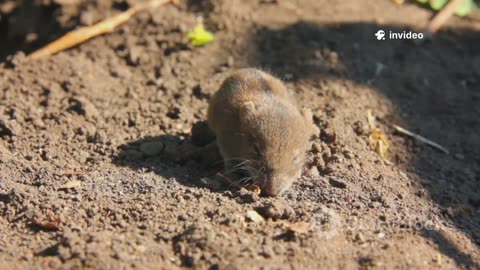 Aesop's Fables: Global Influence Video Essay