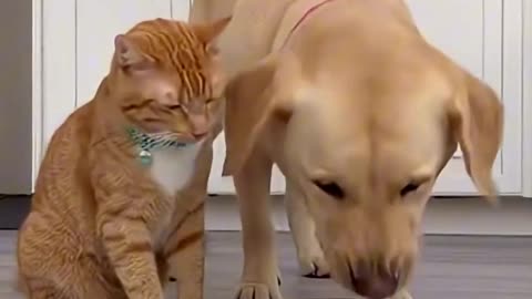 Cat playing tricks on Dog!