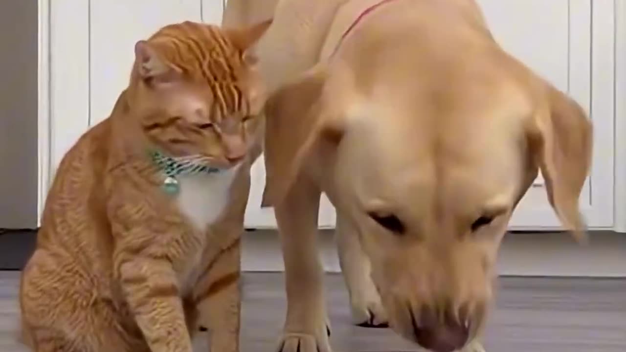 Cat playing tricks on Dog!