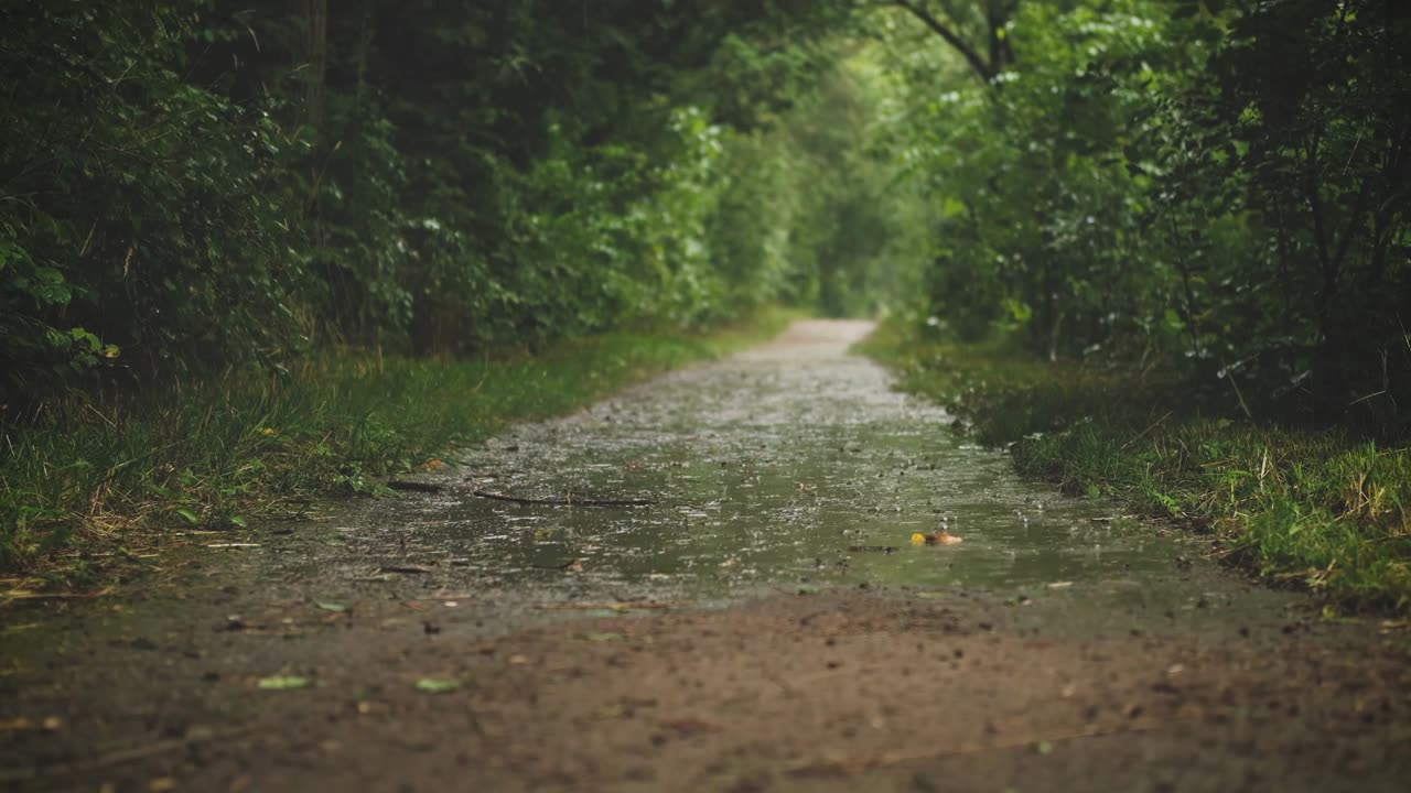 Rainy Forest Calm 🌧️🌲 | Relaxing Rain Sounds in the Woods