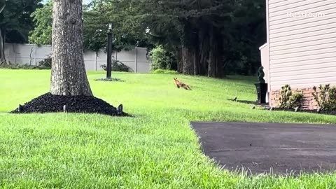 Red Fox