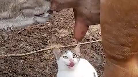 Kitty Craves Cow s Milk || ViralHog #kitty #cows #viral #shorts #trending