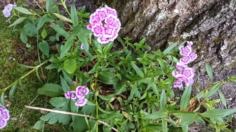 Sweet William