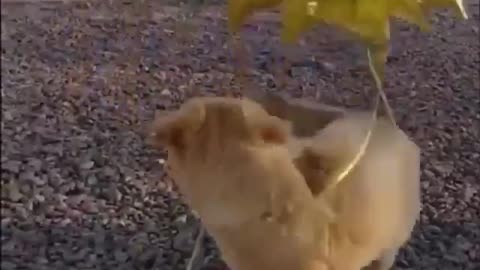 A joyful puppy