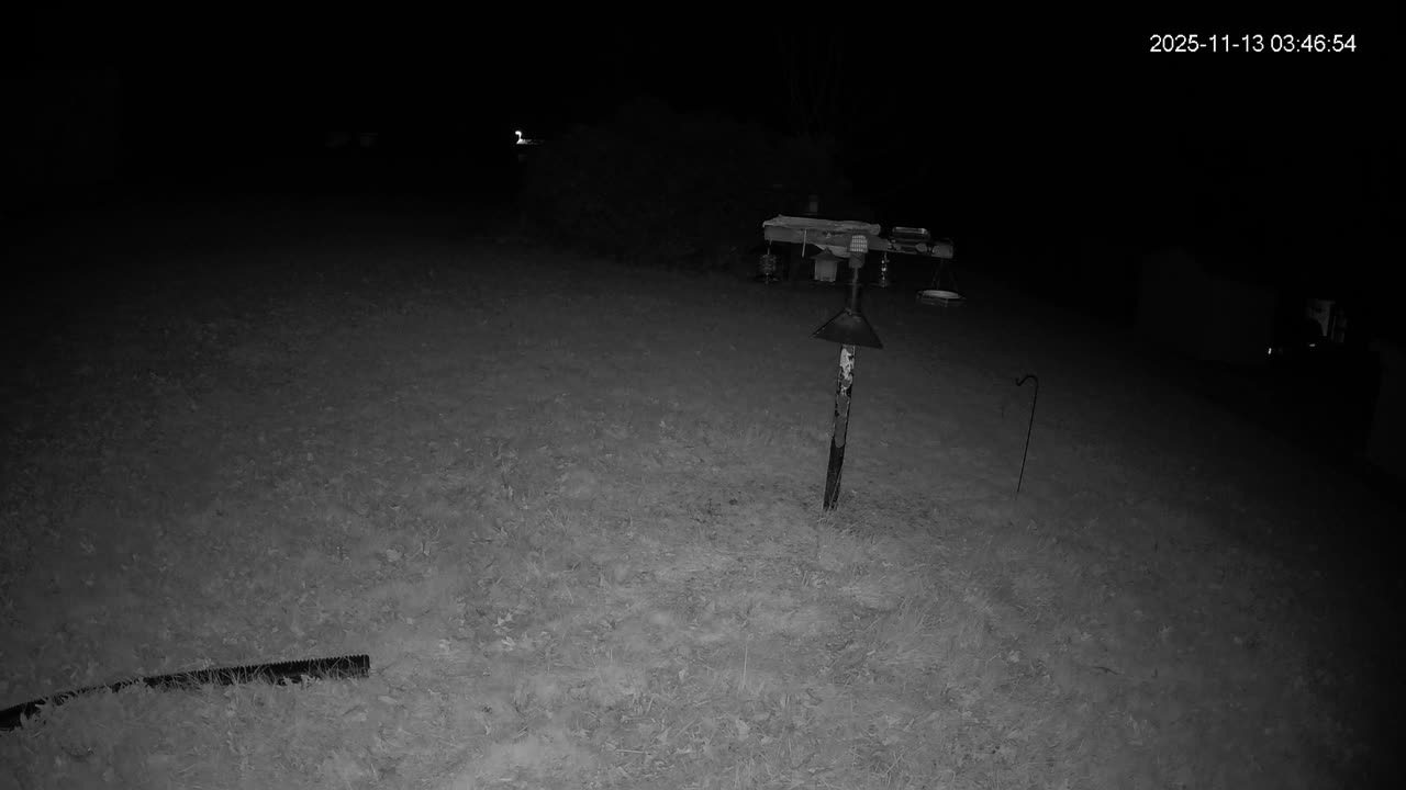 Bird Feeder in Western Maryland USA