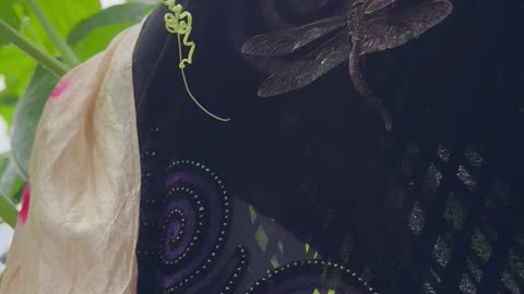 Dragonfly, The Greenhouse Visitor