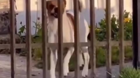 Funny Animals 2025 – Hilarious Dogs & Cute Animal Moments