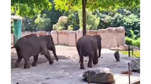 Baby elephant playing with family 🤩