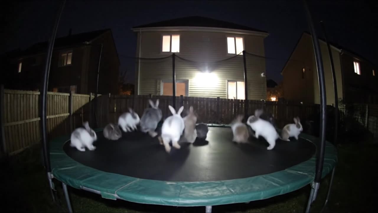 In the middle of the night my outdoor camera picked up a ..