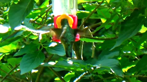 Hummingbird