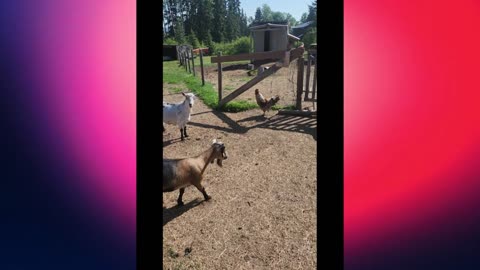 Morning Hellos: Chickens Out, Goats Checked!