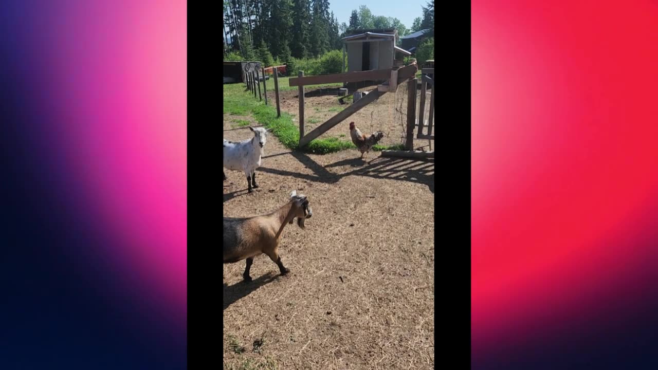 Morning Hellos: Chickens Out, Goats Checked!