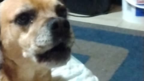 Scubie Sings "Deck the Howls" with Jack on Backup