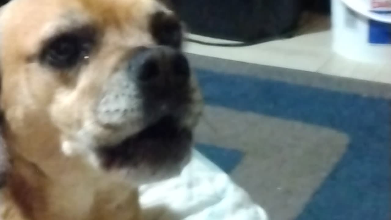 Scubie Sings "Deck the Howls" with Jack on Backup