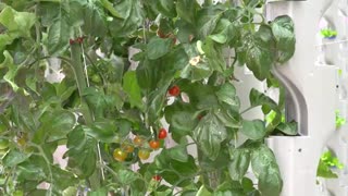 Vertical Greenhouse & R&D Hydroponic Farm | Eden Green Technology via RFD-TV