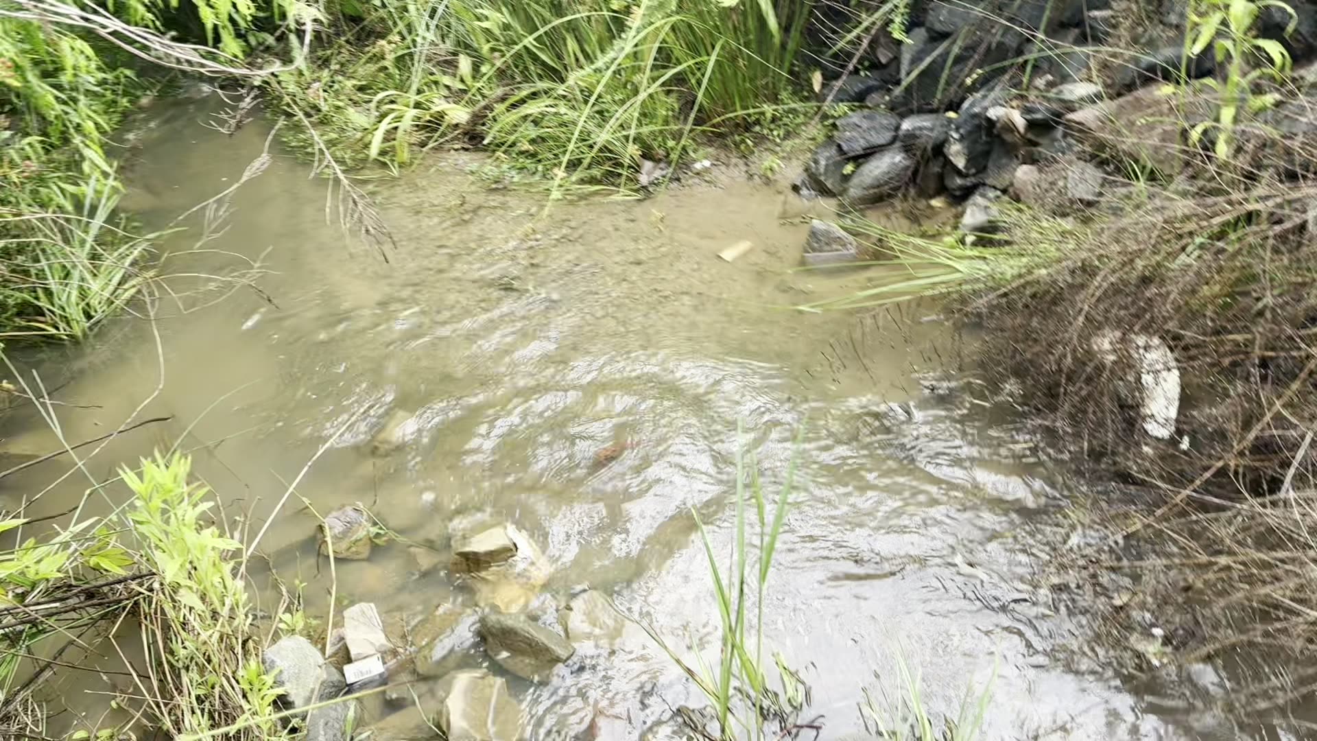 Crawdad Dinner in Georgia! From Delicious Outing TO RESCUE MISSION!