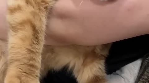 did you know that cats get more attached to people than dogs do