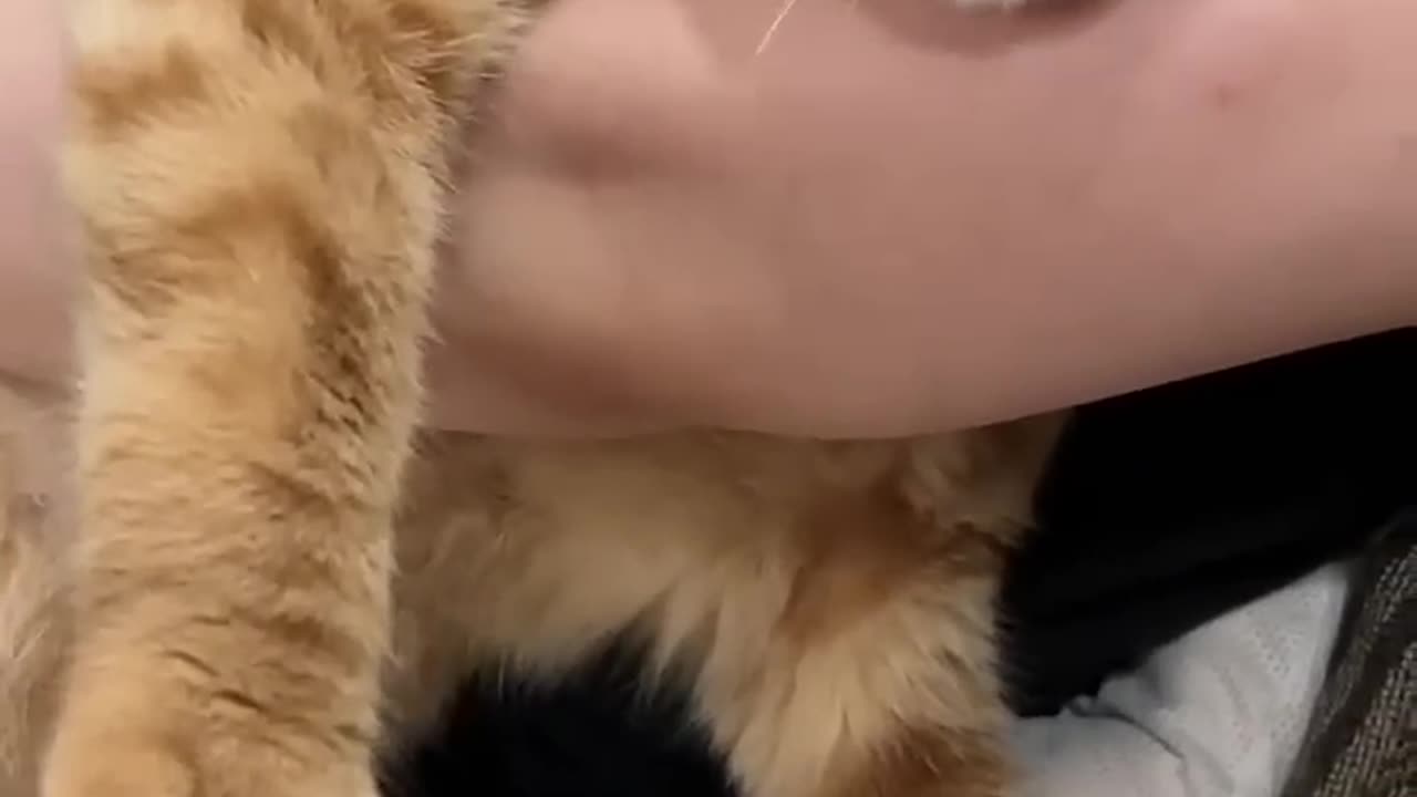 did you know that cats get more attached to people than dogs do