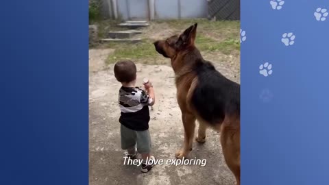 Giant Shepherd Protects His New Born Baby Brother _ Cuddle Buddies