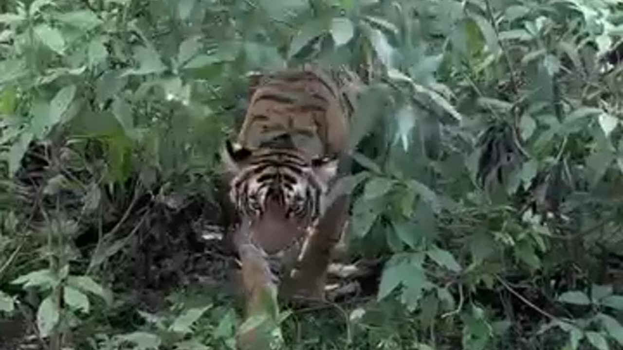 TIGER LIVE IN SAFARI