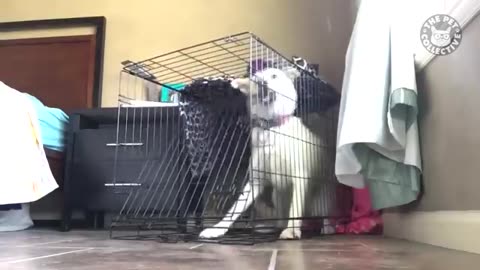Funny animals