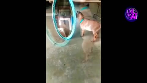 shorts Funny animals videos