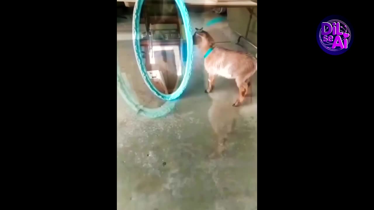 shorts Funny animals videos
