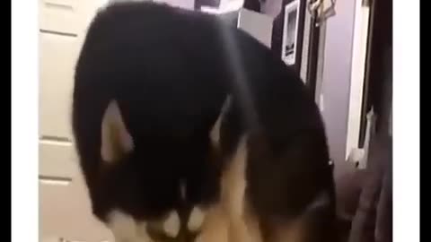 My beloved cat