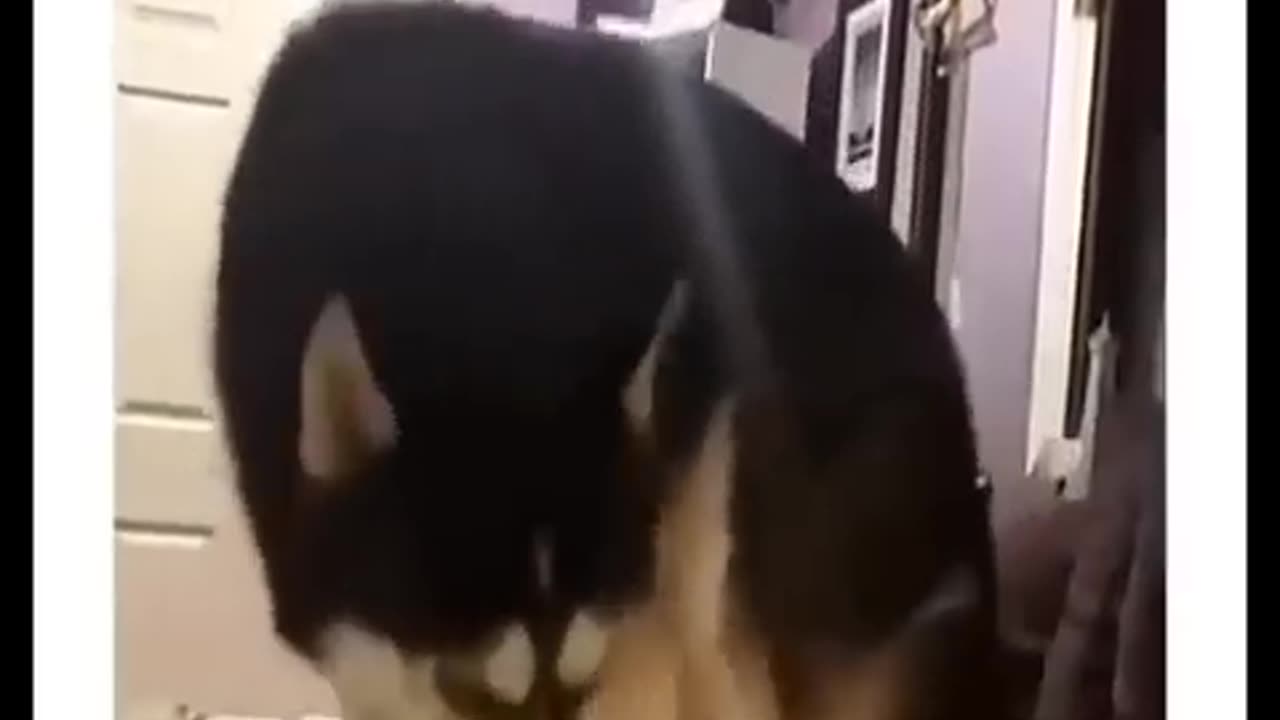 My beloved cat