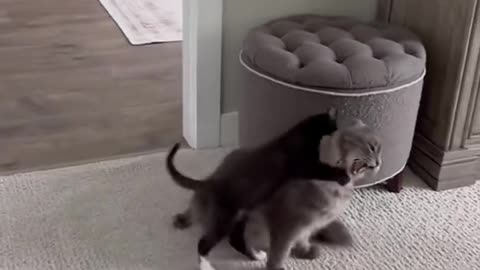 😂🐈 Cat WWE Championship! | FunFM