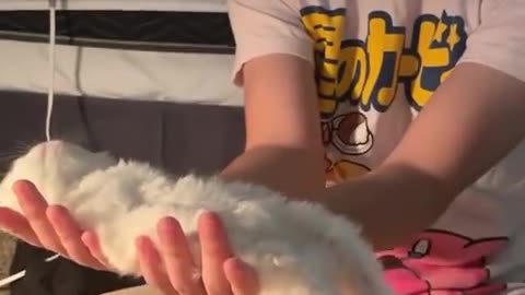 😂🐱 How Deeply Do You Sleep? Cat: Yes! | FunFM
